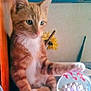 cat, kitten, orange_tabby, paw, glass_orb, decor, calendar, august, indoor, curious, feline, desk, flower, yellow_flower, clutter, closeup, pet, animal, cute, soft_fur