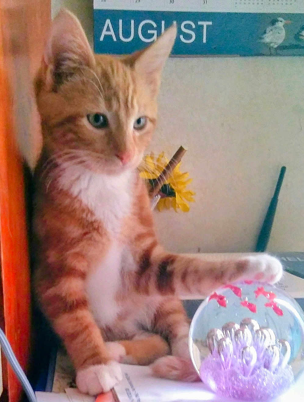 Cheddar