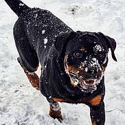 Diesel is registered to the contest to win money with this photo: active, animal, black, brown, canine, cold, dog, excited, fur, happy, motion, nature, outdoor, pet, playful, rottweiler, running, snow, snowflakes, winter