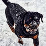 active, animal, black, brown, canine, cold, dog, excited, fur, happy, motion, nature, outdoor, pet, playful, rottweiler, running, snow, snowflakes, winter