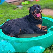 Letty is registered to the contest to win money with this photo: rottweiler, dog, pet, canine, water, pool, kiddie_pool, turtle_shape, grass, outdoor, animal, wet, tongue_out, happy, smiling, playful, summer, backyard, relaxed, muddy
