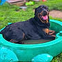 animal, backyard, canine, dog, grass, happy, kiddie_pool, muddy, outdoor, pet, playful, pool, relaxed, rottweiler, smiling, summer, tongue_out, turtle_shape, water, wet