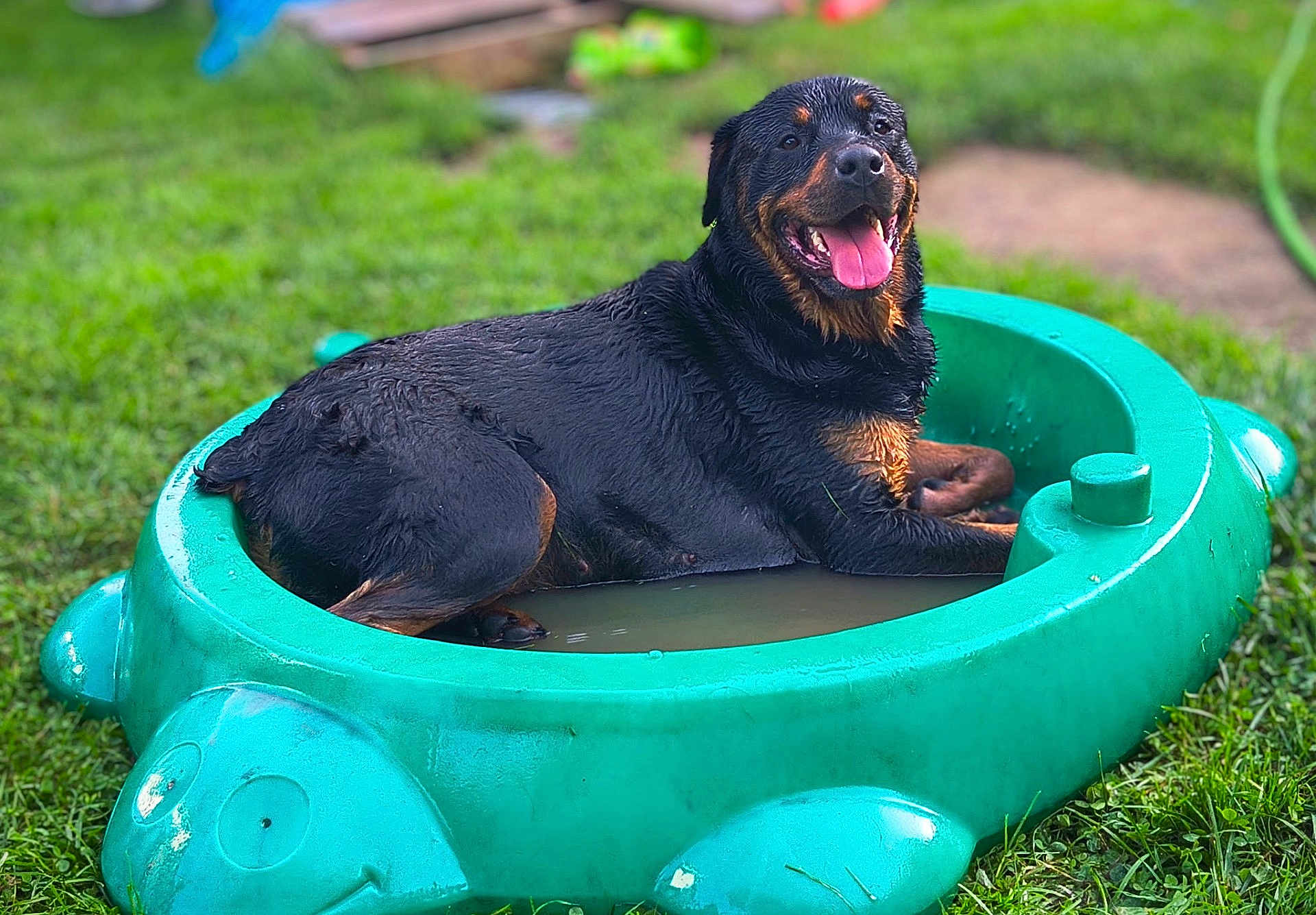 Letty is registered to the contest to win money with this photo: rottweiler, dog, pet, canine, water, pool, kiddie_pool, turtle_shape, grass, outdoor, animal, wet, tongue_out, happy, smiling, playful, summer, backyard, relaxed, muddy