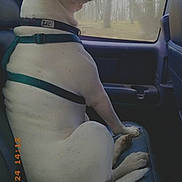 Willie joined the competition — help win amazing prizes! dog, white_dog, car_interior, backseat, window, forest, harness, collar, pet, animal, sitting, side_view, calm, daylight, leisure, travel, canine, seat, looking_out, domestic_animal