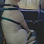 animal, backseat, calm, canine, car_interior, collar, daylight, dog, domestic_animal, forest, harness, leisure, looking_out, pet, seat, side_view, sitting, travel, white_dog, window
