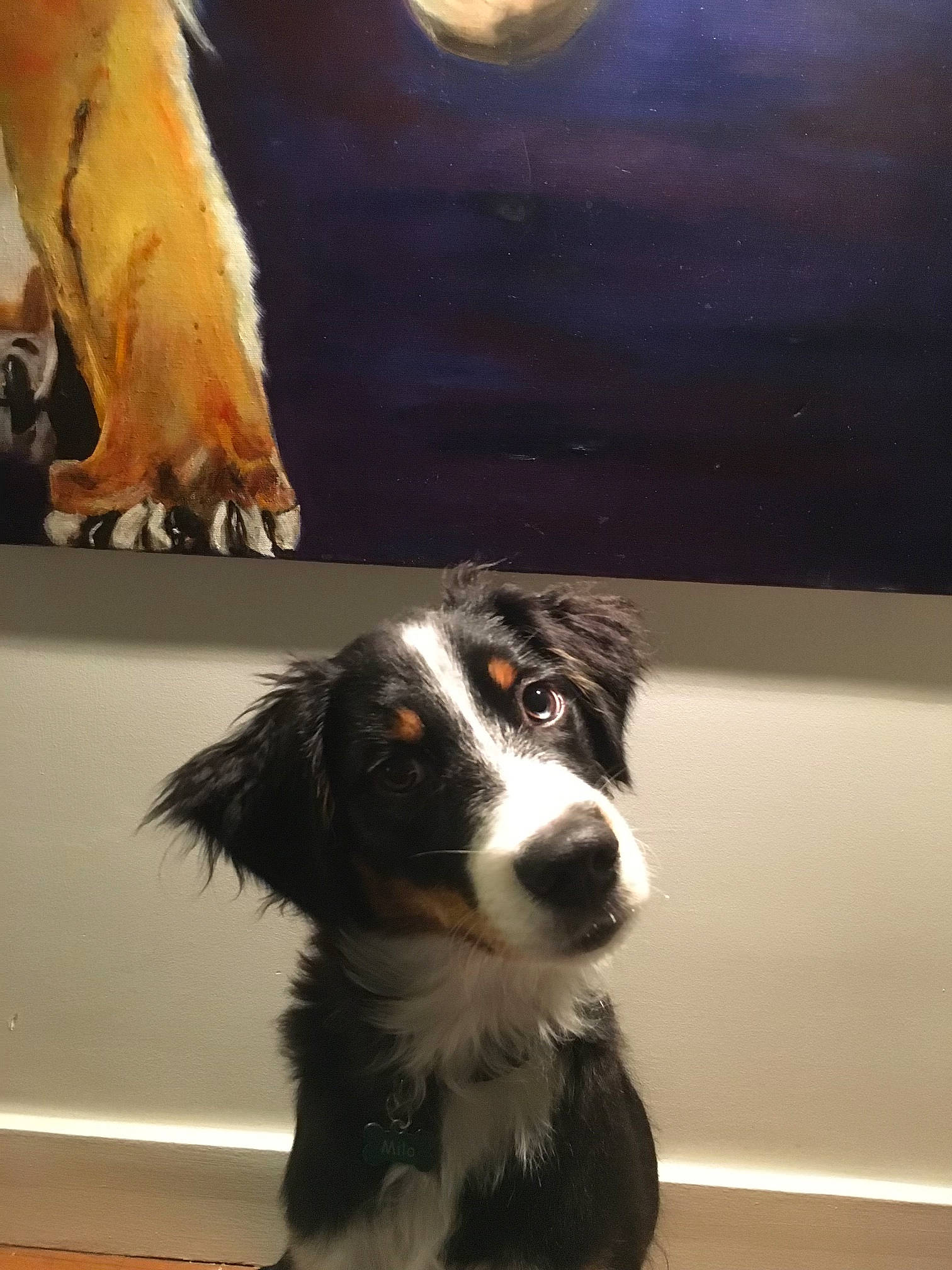 Milo a rejoint le concours — aidez-le/la à gagner de superbes lots ! art, bernese_mountain_dog, border_collie, carnivore, companion_dog, dog, dog_breed, fur, gun_dog, herding_dog, painting, snout, sporting_group, whiskers, working_dog