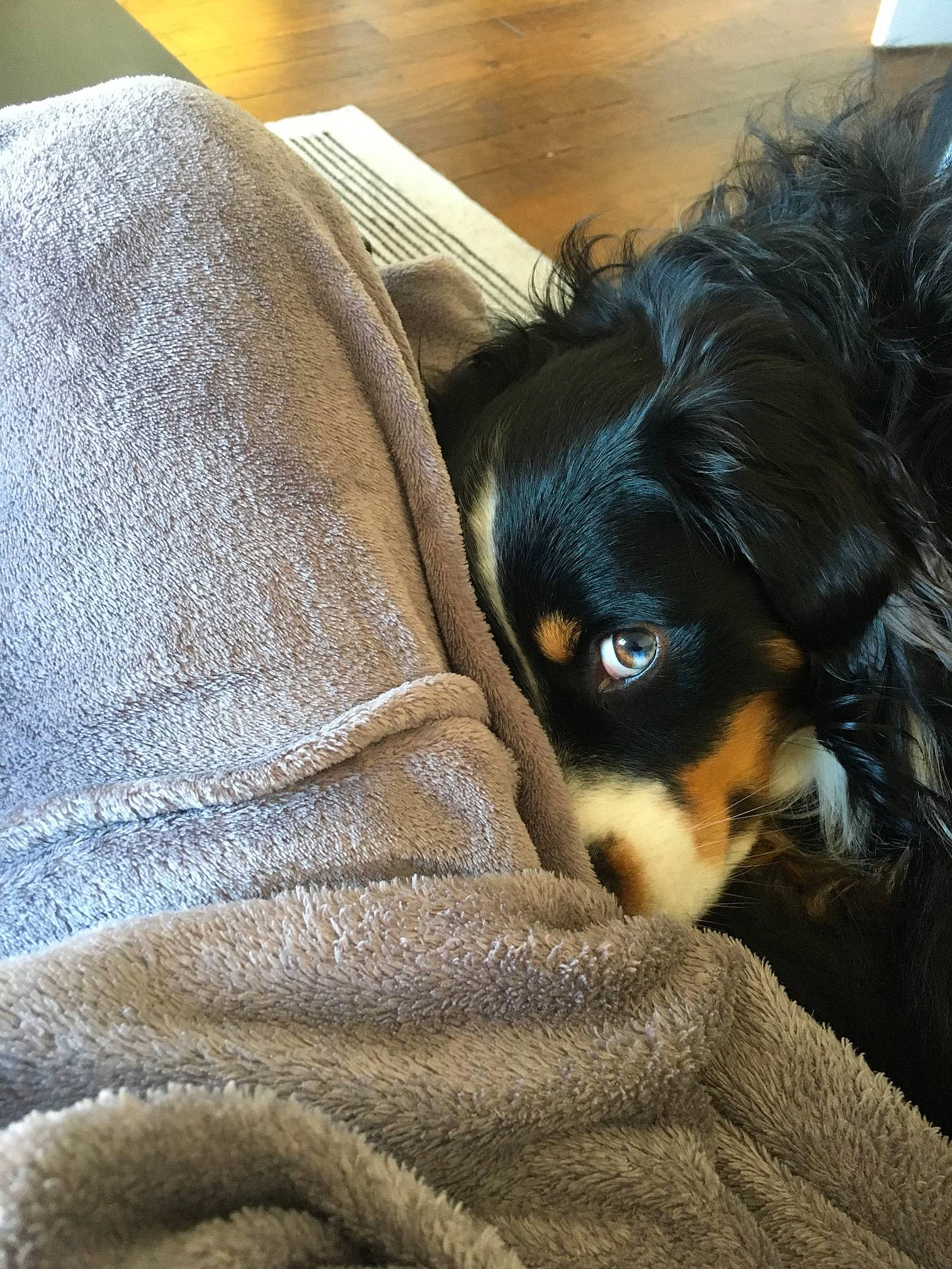 Milo participe au concours pour gagner de l'argent avec cette photo : canidae, carnivore, comfort, companion_dog, dog, dog_breed, fur, linens, nap, puppy, snout, sporting_group, terrestrial_animal, tints_and_shades, toy_dog, whiskers, wood, working_animal