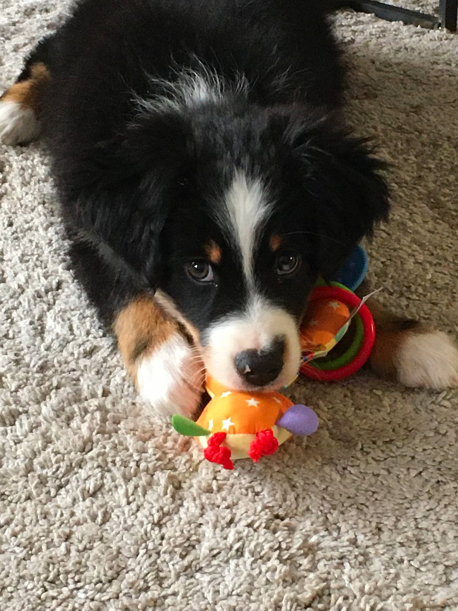 Milo participe au concours pour gagner de l'argent avec cette photo : ball, bernese_mountain_dog, bowl, canidae, carnivore, companion_dog, dog, dog_breed, dog_supply, dog_toy, fur, herding_dog, paw, puppy, snout, sporting_group, toy_dog, working_animal, working_dog