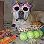 dog, birthday_glasses, couch, dog_treats, plush_toy, tennis_balls, pet, indoor, animal, celebration, accessories, relaxed, canine, funny, party, gift, pet_supplies, brown, beige, happy_birthday
