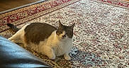Lady joined the competition — help win amazing prizes! cat, indoor, rug, patterned_rug, floor, furniture, relaxed, pet, animal, mammal, home, cozy, tabby, white_fur, brown_fur, living_room, carpet, resting, domestic_cat, cute