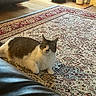 cat, indoor, rug, patterned_rug, floor, furniture, relaxed, pet, animal, mammal, home, cozy, tabby, white_fur, brown_fur, living_room, carpet, resting, domestic_cat, cute