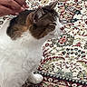 Lady joined the competition — help win amazing prizes! cat, hand, petting, carpet, patterned, indoor, feline, white_fur, brown_fur, tabby, animal, closeup, comfort, domestic_animal, fur, mammal, relaxation, sitting, touch, whiskers