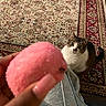 Lady is registered to the contest to win money with this photo: cat, animal, pet, indoor, carpet, patterned_rug, hand, fingernail, pink_object, curious, looking_up, floor, grey_clothing, person, domestic, whiskers, ears, tail, sitting, home