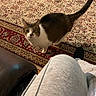 cat, pet, indoor, curious, oriental_rug, patterned_rug, floor, furniture, couch, person, pants, legs, tail, brown, white, tabby, domestic_cat, looking_up, cozy, home