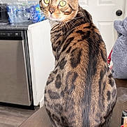 Puma is registered to the contest to win money with this photo: cat, bengal_cat, tabby, pet, indoor, kitchen, wood_table, door, cabinet, water_bottles, yellow_eyes, whiskers, fur_pattern, sitting, looking_back, curious, domestic_animal, portrait, furniture, household