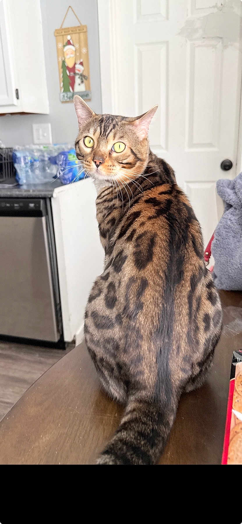 Puma is registered to the contest to win money with this photo: cat, bengal_cat, tabby, pet, indoor, kitchen, wood_table, door, cabinet, water_bottles, yellow_eyes, whiskers, fur_pattern, sitting, looking_back, curious, domestic_animal, portrait, furniture, household