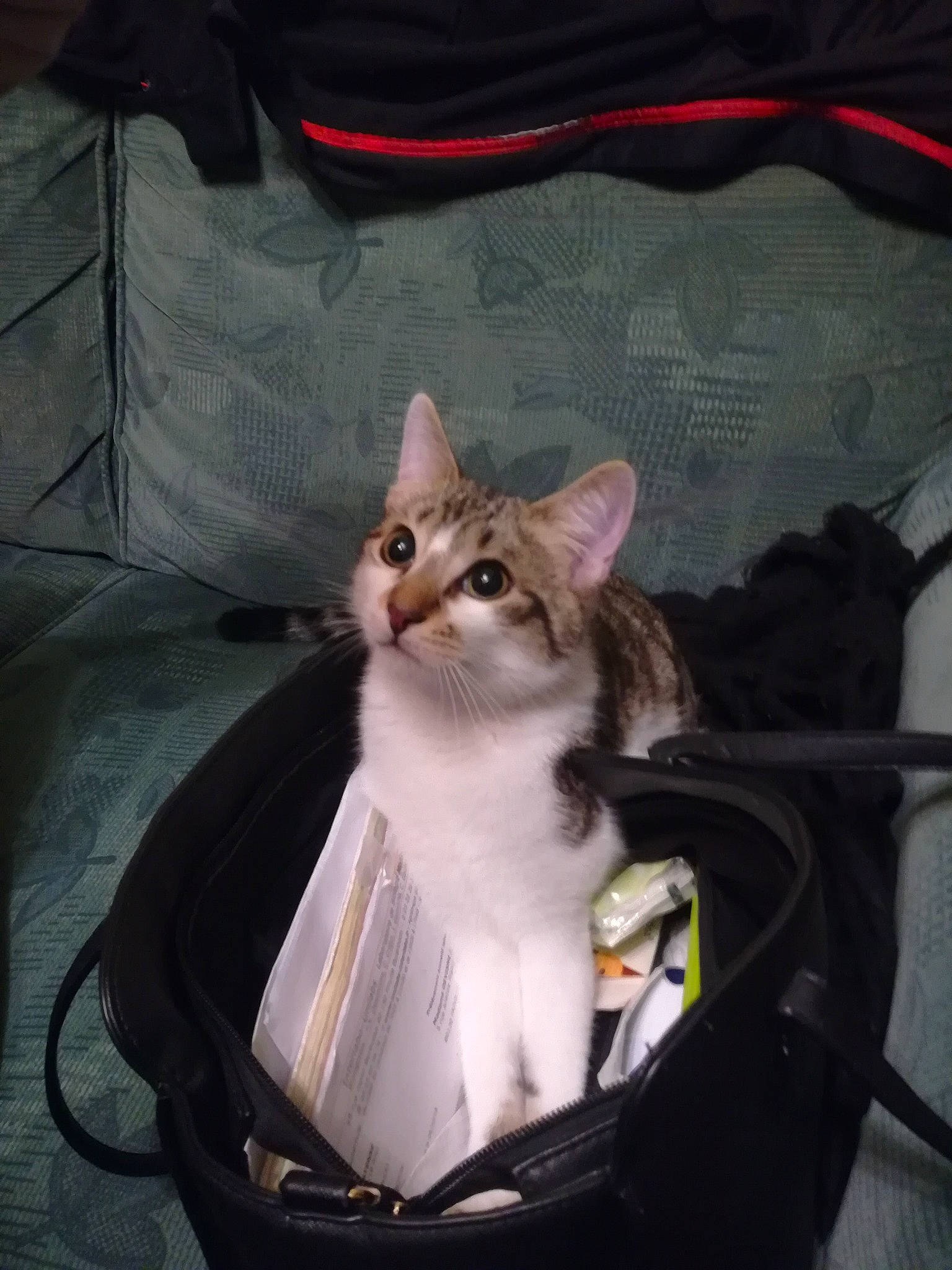 O'Maley participe au concours pour gagner de l'argent avec cette photo : bag, box, carnivore, cat, comfort, couch, domestic_short_haired_cat, fashion_accessory, fawn, felidae, fur, lap, luggage_and_bags, pet_supply, sitting, small_to_medium_sized_cats, snout, tail, whiskers