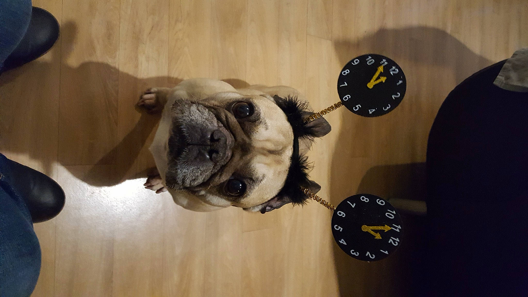 Delta participe au concours pour gagner de l'argent avec cette photo : canidae, carnivore, circle, clock, collar, companion_dog, dog, dog_breed, dog_collar, fashion_accessory, fawn, fur, pug, snout, sporting_group, toy_dog, watch, whiskers, working_animal, wrinkle