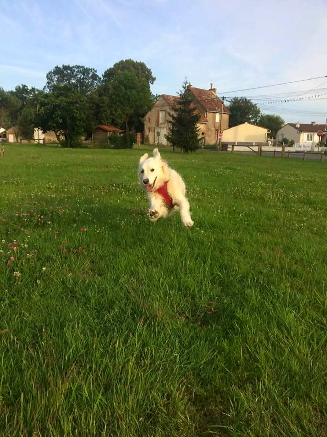 Youna a rejoint le concours — aidez-le/la à gagner de superbes lots ! building, carnivore, cloud, companion_dog, dog, dog_breed, fawn, grass, grassland, house, landscape, lawn, meadow, pasture, people_in_nature, plant, sky, sporting_group, toy_dog, tree