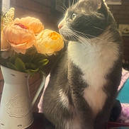 Grayson is registered to the contest to win money with this photo: cat, gray_cat, white_fur, flowers, vase, peach_flowers, indoor, soft_light, whiskers, table, decor, plant, closeup, pet, domestic_animal, feline, cozy, still_life, window_light, portrait