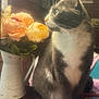 cat, gray_cat, white_fur, flowers, vase, peach_flowers, indoor, soft_light, whiskers, table, decor, plant, closeup, pet, domestic_animal, feline, cozy, still_life, window_light, portrait