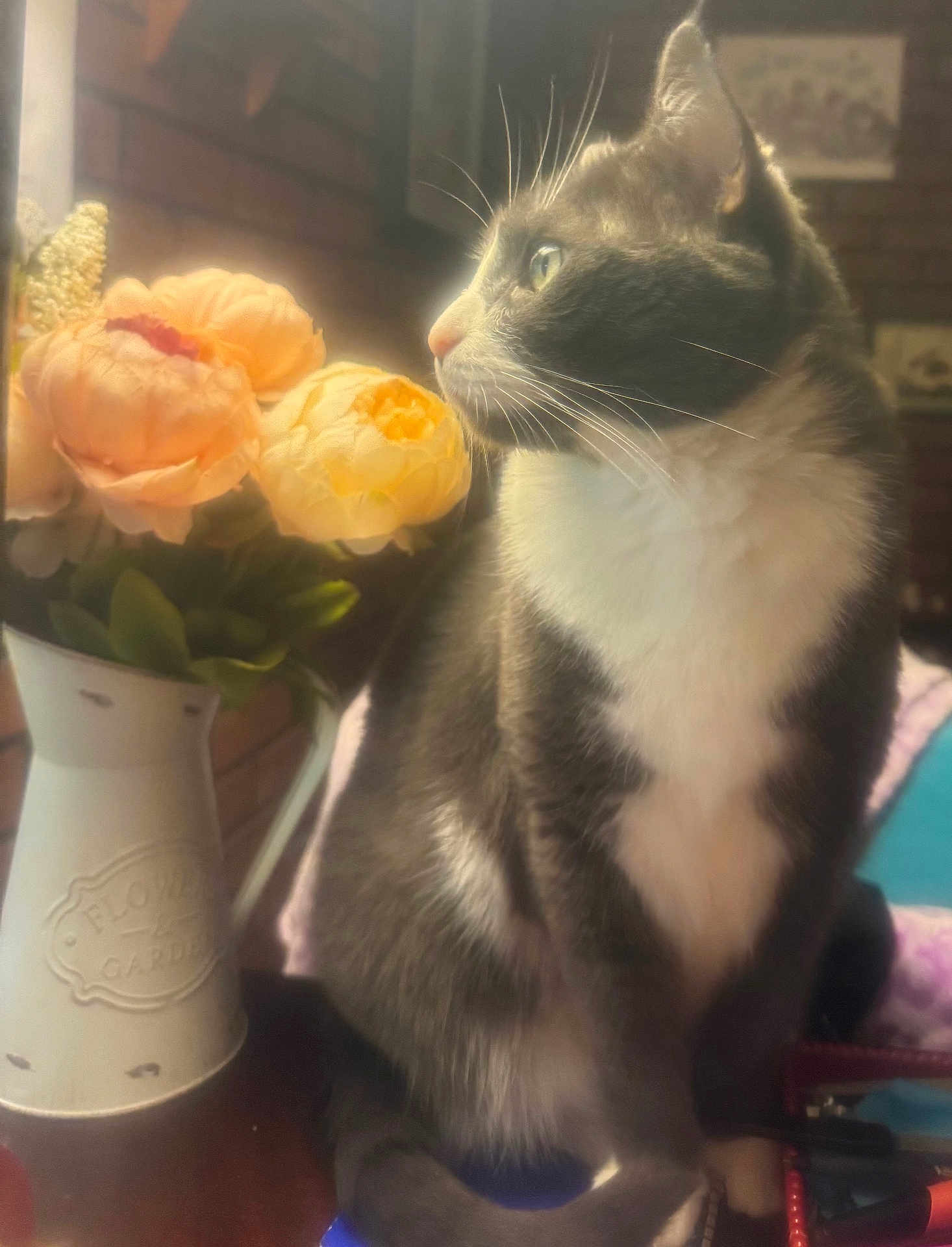 Grayson is registered to the contest to win money with this photo: cat, gray_cat, white_fur, flowers, vase, peach_flowers, indoor, soft_light, whiskers, table, decor, plant, closeup, pet, domestic_animal, feline, cozy, still_life, window_light, portrait
