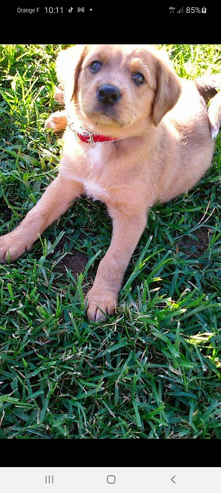 Poupette a rejoint le concours — aidez-le/la à gagner de superbes lots ! canidae, carnivore, companion_dog, dog, dog_breed, fawn, golden_retriever, grass, labrador_retriever, mammal, puppy, retriever, sporting_group, vertebrate