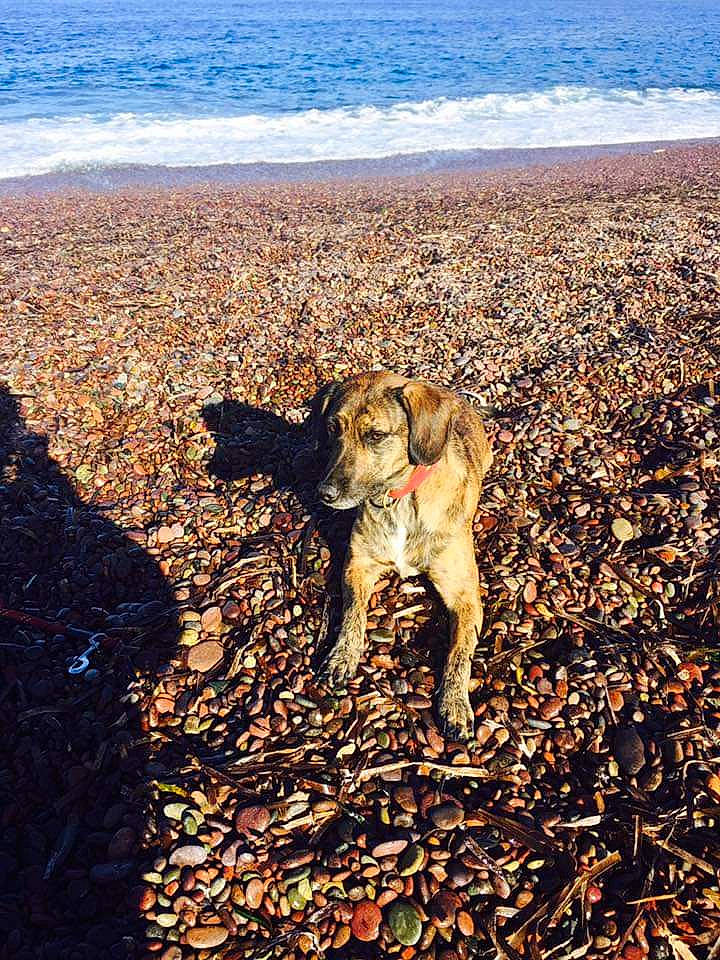 Easy participe au concours pour gagner de l'argent avec cette photo : adventure, autumn, beach, canidae, carnivore, dog, dog_breed, fawn, hunting_dog, mountain, retriever, sky, soil, sporting_group