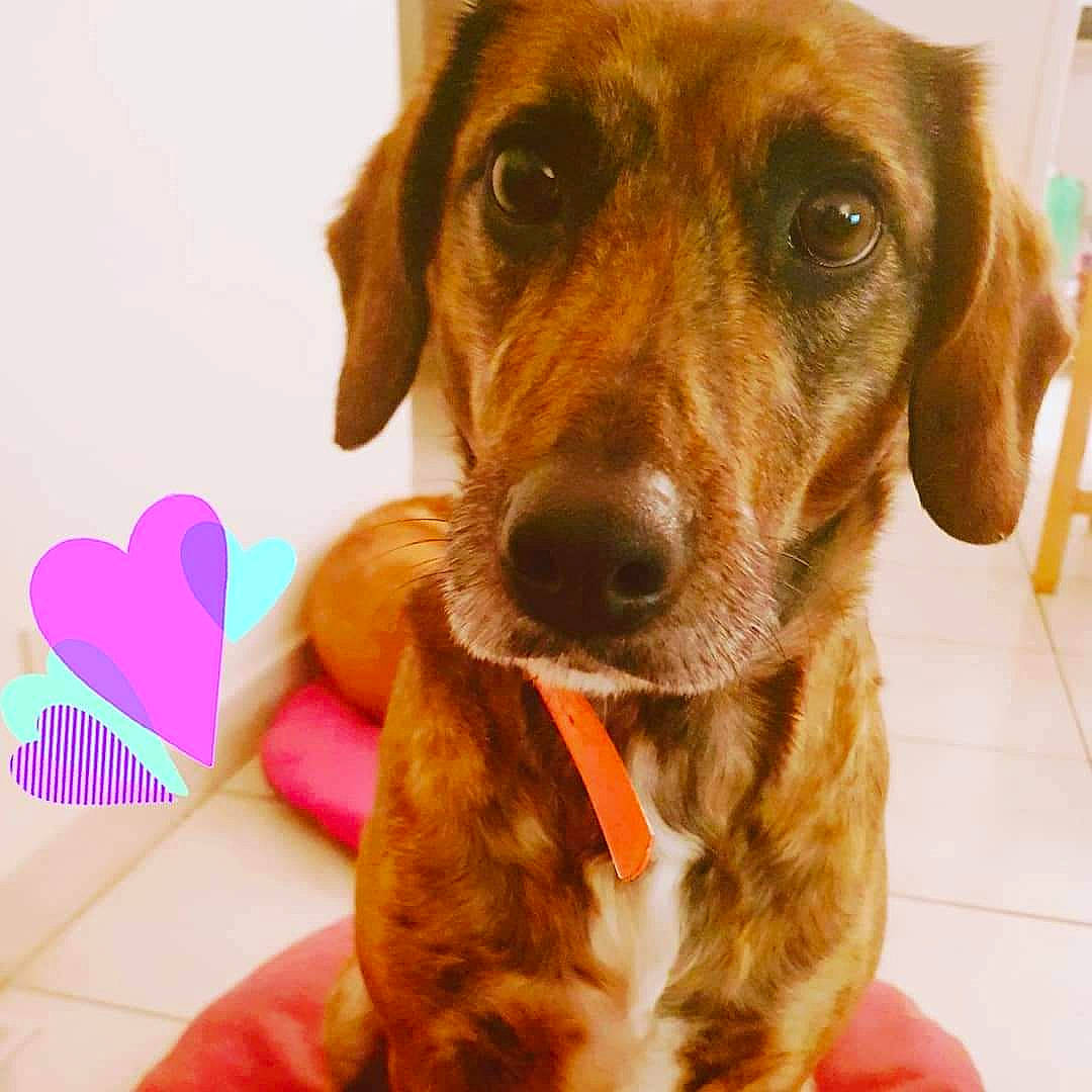 Easy a rejoint le concours — aidez-le/la à gagner de superbes lots ! beagador, canidae, carnivore, companion_dog, coonhound, dachshund, dog, dog_breed, ear, hound, mammal, nose, puppy, rare_breed_dog, redbone_coonhound, snout, sporting_group, whiskers