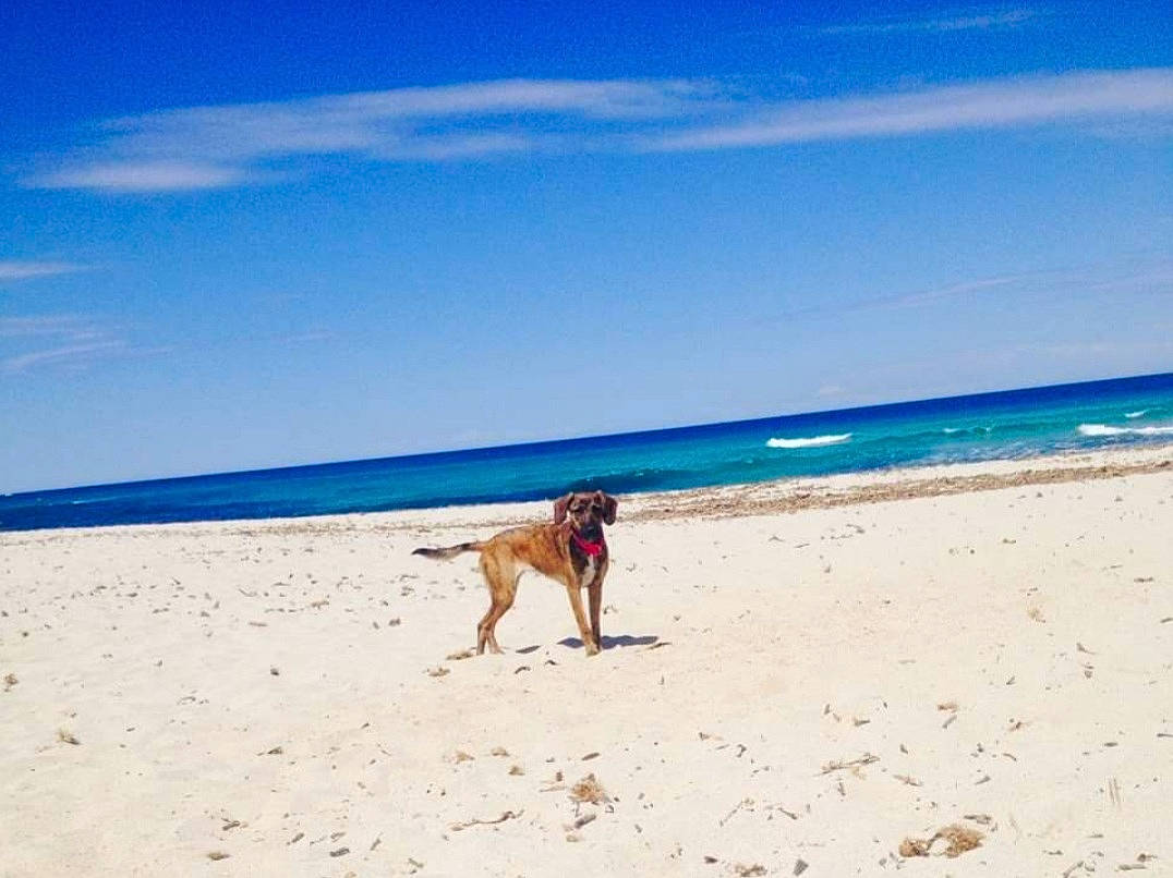 Easy participe au concours pour gagner de l'argent avec cette photo : beach, canidae, cloud, coast, coastal_and_oceanic_landforms, dog, dog_walking, fawn, fun, horizon, mountain, ocean, sand, sea, shore, sky, sporting_group, summer, tourism, vacation