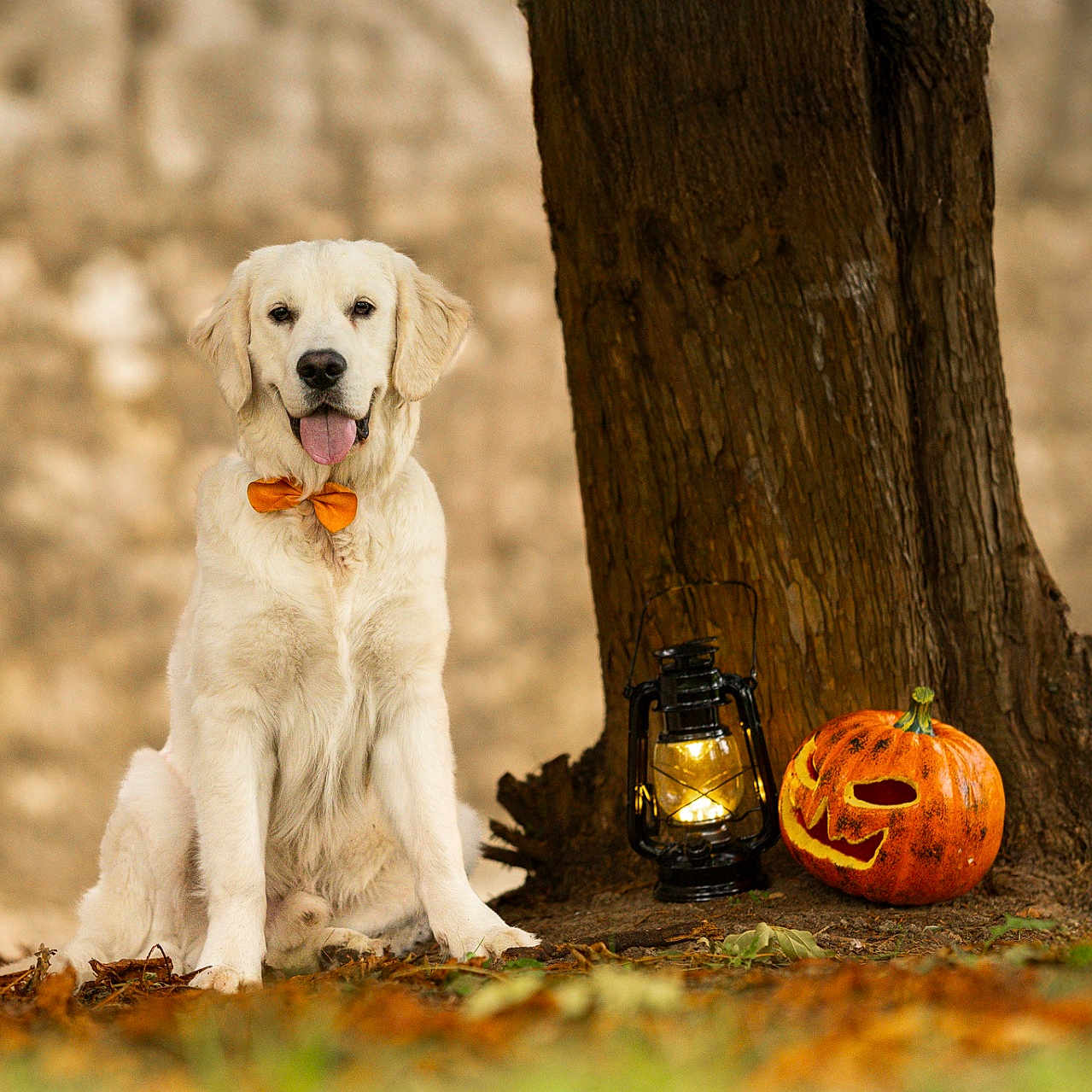 Alvarius participe au concours pour gagner de l'argent avec cette photo : animal, autumn, bow_tie, cute, dog, fall, festive, golden_retriever, jack_o_lantern, lantern, leaves, nature, orange_bow, outdoor, pet, portrait, pumpkin, puppy, sitting, tree