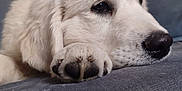Alvarius participe au concours pour gagner de l'argent avec cette photo : dog, white_dog, puppy, paw, nose, fur, closeup, couch, indoor, pet, animal, resting, sleepy, cute, cozy, home, portrait, face, relaxed, companion
