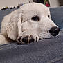 dog, white_dog, puppy, paw, nose, fur, closeup, couch, indoor, pet, animal, resting, sleepy, cute, cozy, home, portrait, face, relaxed, companion