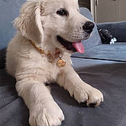 Alvarius participe au concours pour gagner de l'argent avec cette photo : puppy, dog, white_fur, tongue_out, collar, tag, couch, indoor, pet, relaxed, furniture, home, cozy, animal, mammal, cute, young_dog, fur, paw, tongue