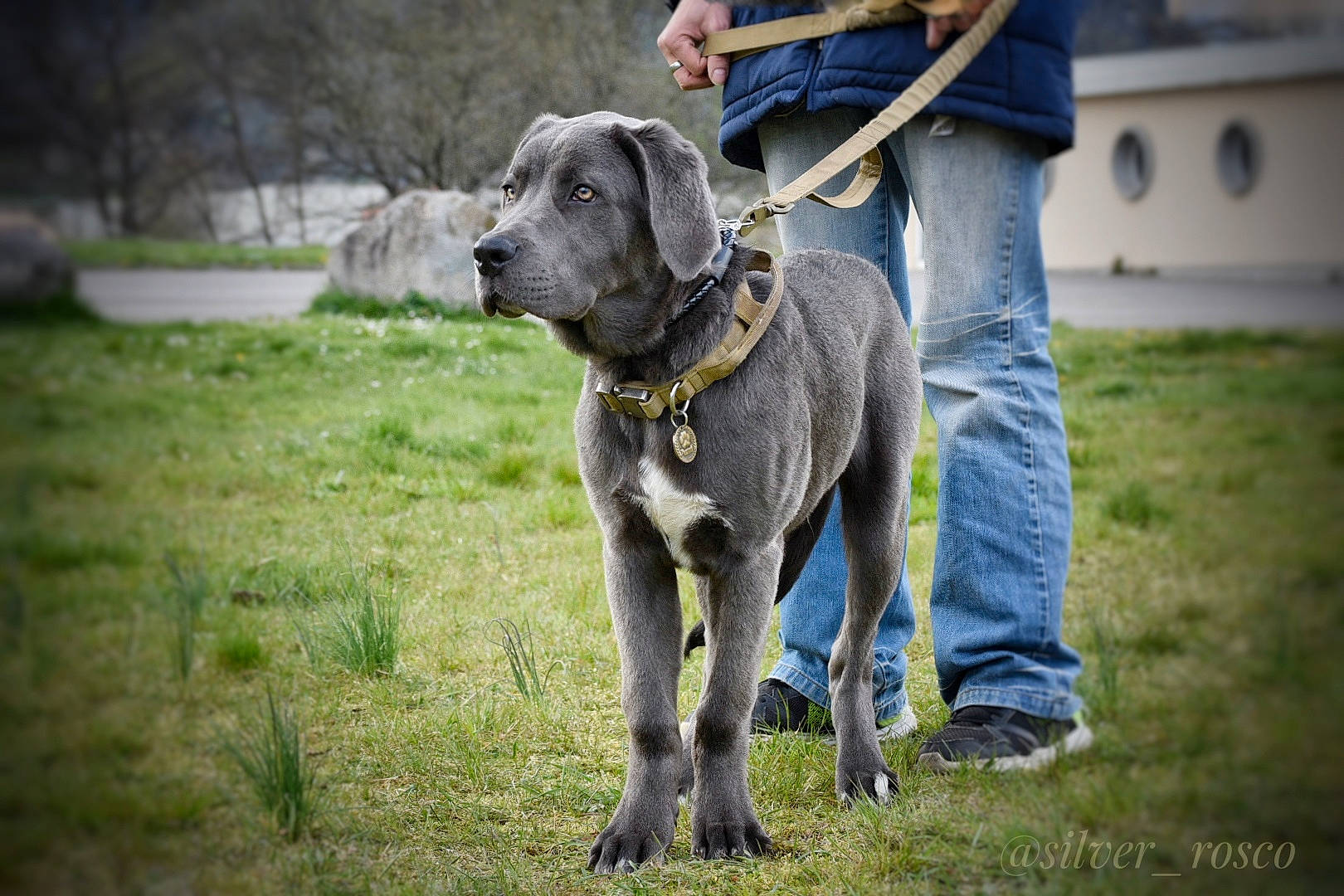 Rosco participe au concours pour gagner de l'argent avec cette photo : carnivore, clothing, collar, companion_dog, dog, dog_breed, dog_collar, dog_supply, dog_walking, fashion_accessory, fawn, grass, jeans, leash, plant, recreation, tail, tree, vehicle, working_animal