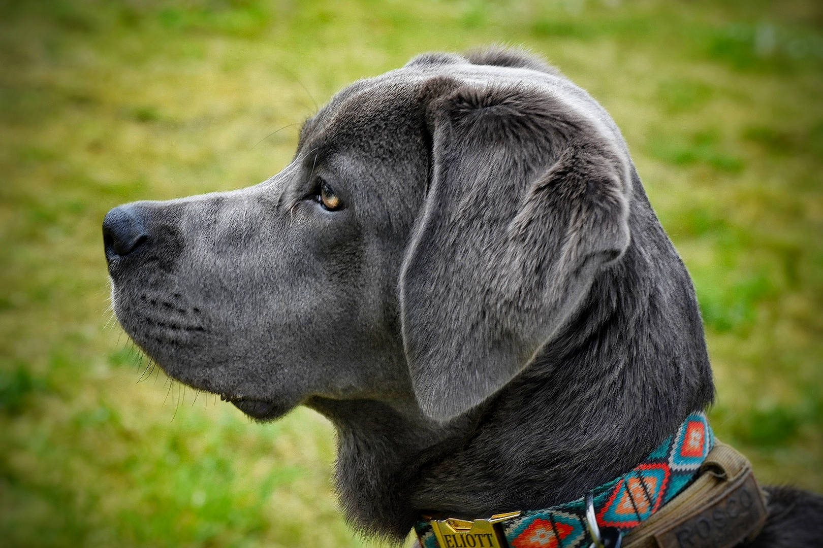 Rosco a rejoint le concours — aidez-le/la à gagner de superbes lots ! borador, canidae, carnivore, collar, companion_dog, dog, dog_breed, dog_collar, event, fur, grass, gun_dog, liver, plant, pointing_breed, retriever, terrestrial_animal, whiskers, working_animal, working_dog