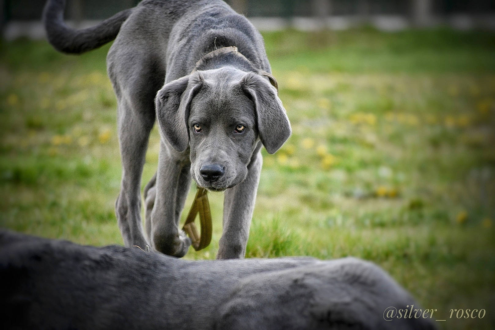 Rosco a rejoint le concours — aidez-le/la à gagner de superbes lots ! canidae, carnivore, companion_dog, dog, dog_breed, eye, fawn, grass, guard_dog, hunting_dog, non_sporting_group, plant, snout, sporting_group, tail, terrestrial_animal, tree, working_animal, working_dog, wrinkle