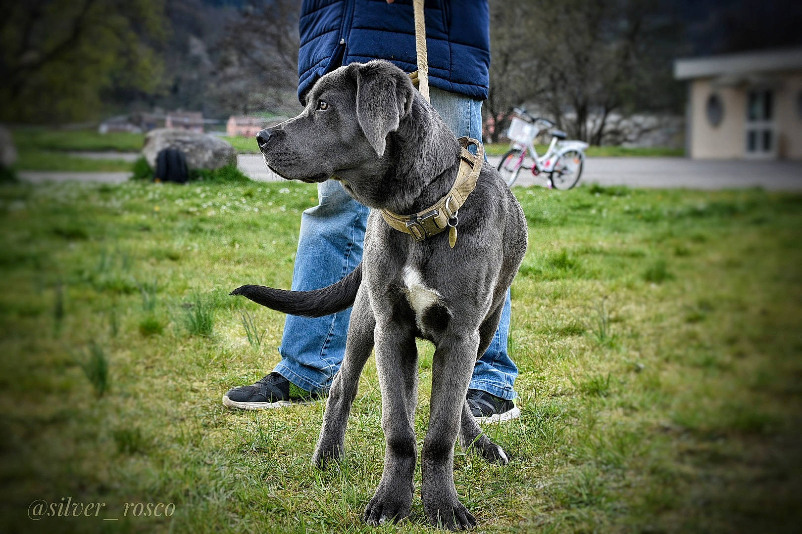 Rosco participe au concours pour gagner de l'argent avec cette photo : canidae, carnivore, collar, companion_dog, dog, dog_breed, dog_collar, electric_blue, fawn, grass, gun_dog, leash, mammal, plant, recreation, snout, sporting_group, tail, tree, working_animal