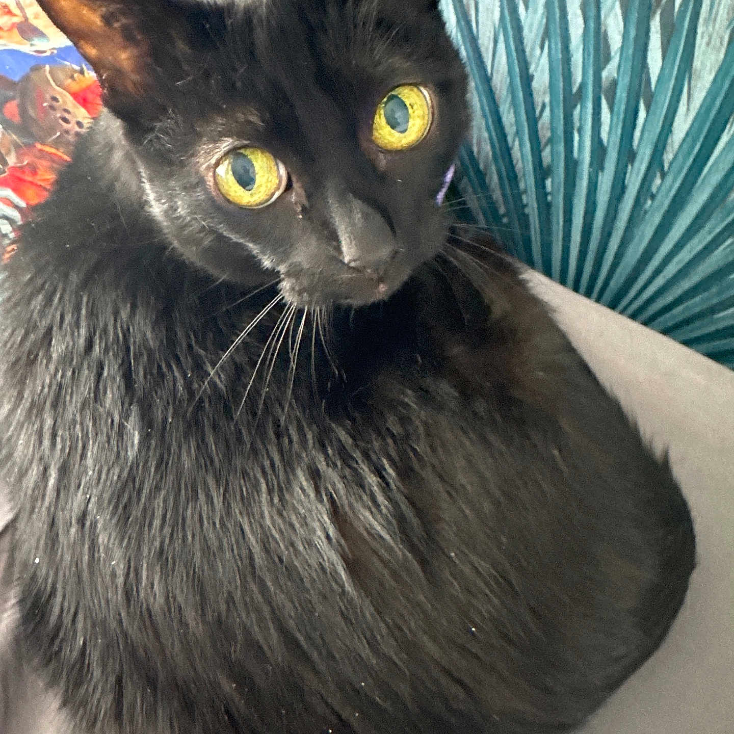 Sally