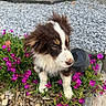 puppy, dog, flowers, purple_flowers, greenery, gravel, outdoor, nature, young_dog, fur, cute, pet, garden, plant, small_dog, brown_and_white, curious, sitting, close_up, daylight