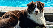 Adès participe au concours pour gagner de l'argent avec cette photo : dog, brown, white, fur, grass, pool, water, outdoor, sunlight, relaxing, canine, pet, animal, nature, daylight, laying_down, portrait, calm, summer, companion