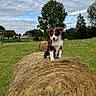 puppy, dog, hay_bale, field, grass, flowers, tree, cloudy_sky, farm_building, rural, outdoor, nature, animal, pet, brown_and_white, tongue_out, happy, sitting, cute, summer