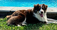 Adès participe au concours pour gagner de l'argent avec cette photo : animal, brown, canine, dog, fur, grass, happy, nature, outdoor, pet, playful, pool, portrait, relaxing, side_view, summer, sunlight, tongue_out, water, white