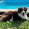 dog, grass, pool, water, outdoor, sunlight, tongue_out, happy, canine, pet, fur, brown, white, relaxing, nature, summer, animal, playful, portrait, side_view