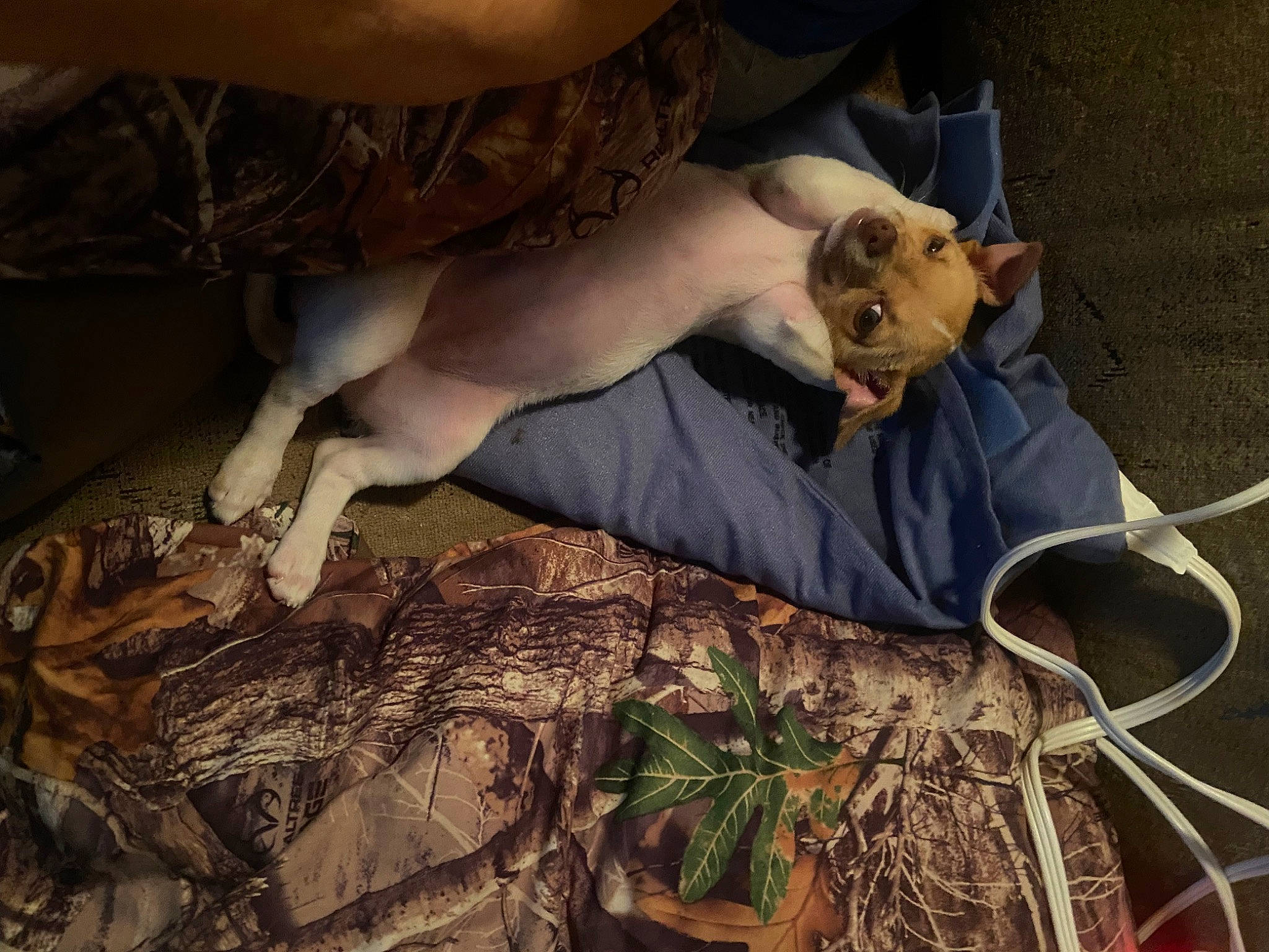Tinkerbell joined the competition — help win amazing prizes! adventure, canidae, carnivore, comfort, companion_dog, dog, dog_breed, fawn, foot, grass, human_leg, knee, landscape, plant, sandal, sitting, soil, thigh, tree, wood