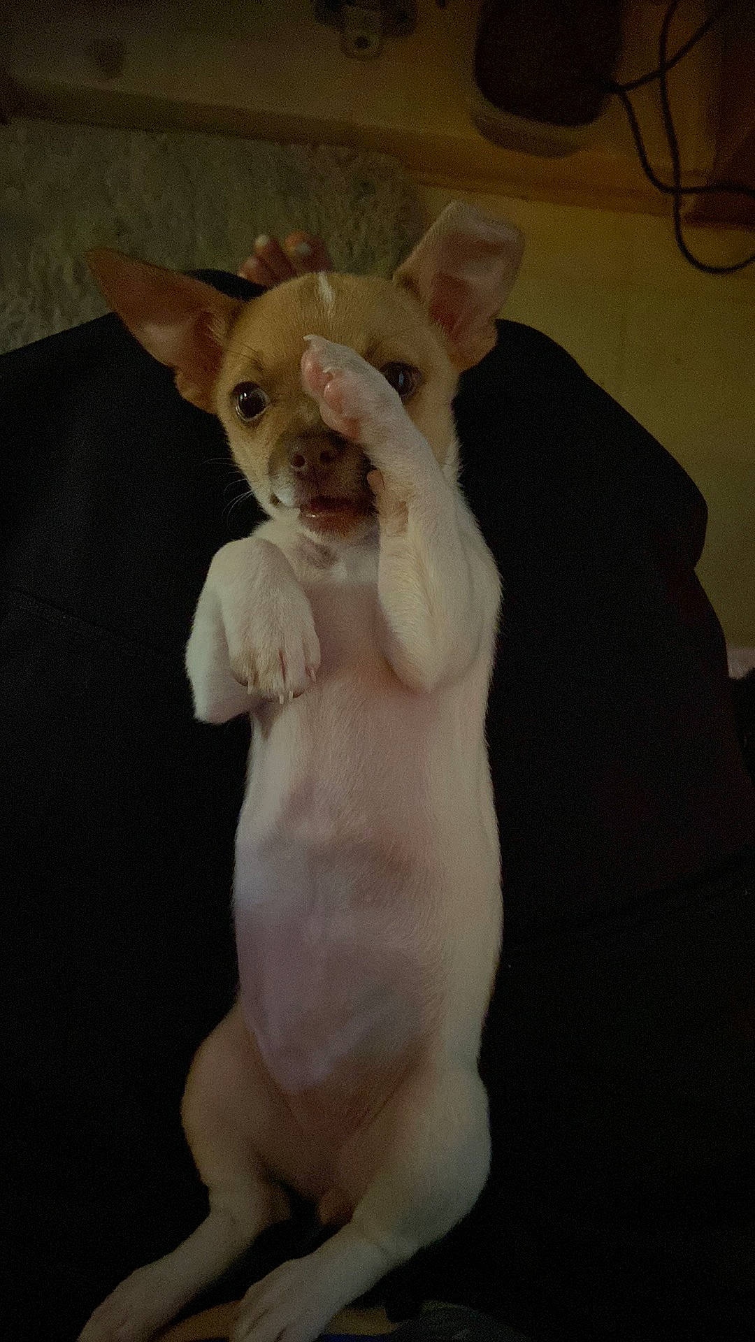 Tinkerbell joined the competition — help win amazing prizes! canidae, carnivore, companion_dog, corgi_chihuahua, dog_breed, ear, fawn, felidae, fur, non_sporting_group, small_to_medium_sized_cats, tail, terrestrial_animal, toy, whiskers