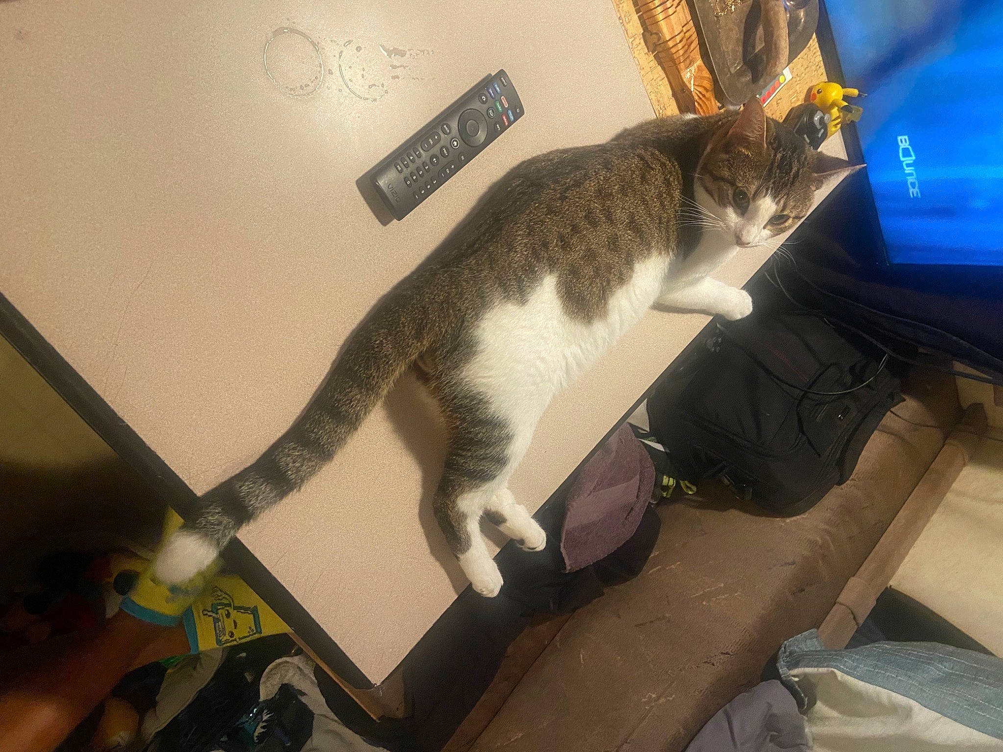 Dipstick joined the competition — help win amazing prizes! auto_part, automotive_exterior, carnivore, cat, chair, comfort, computer_keyboard, domestic_short_haired_cat, felidae, fur, input_device, lap, metal, paw, room, sitting, small_to_medium_sized_cats, tail, whiskers, windshield