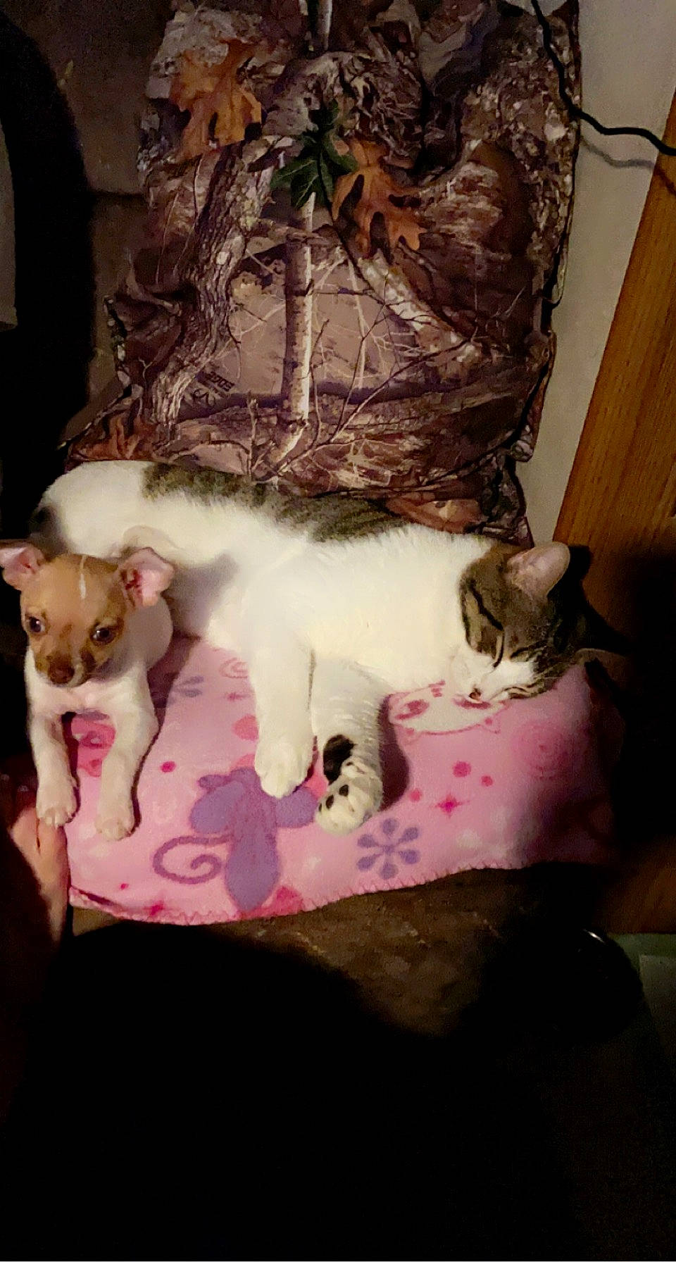 Dipstick is registered to the contest to win money with this photo: carnivore, cat, cat_supply, comfort, companion_dog, dog_breed, domestic_short_haired_cat, fawn, felidae, fur, linens, paw, room, small_to_medium_sized_cats, tail, toy, toy_dog, whiskers, wood, working_animal