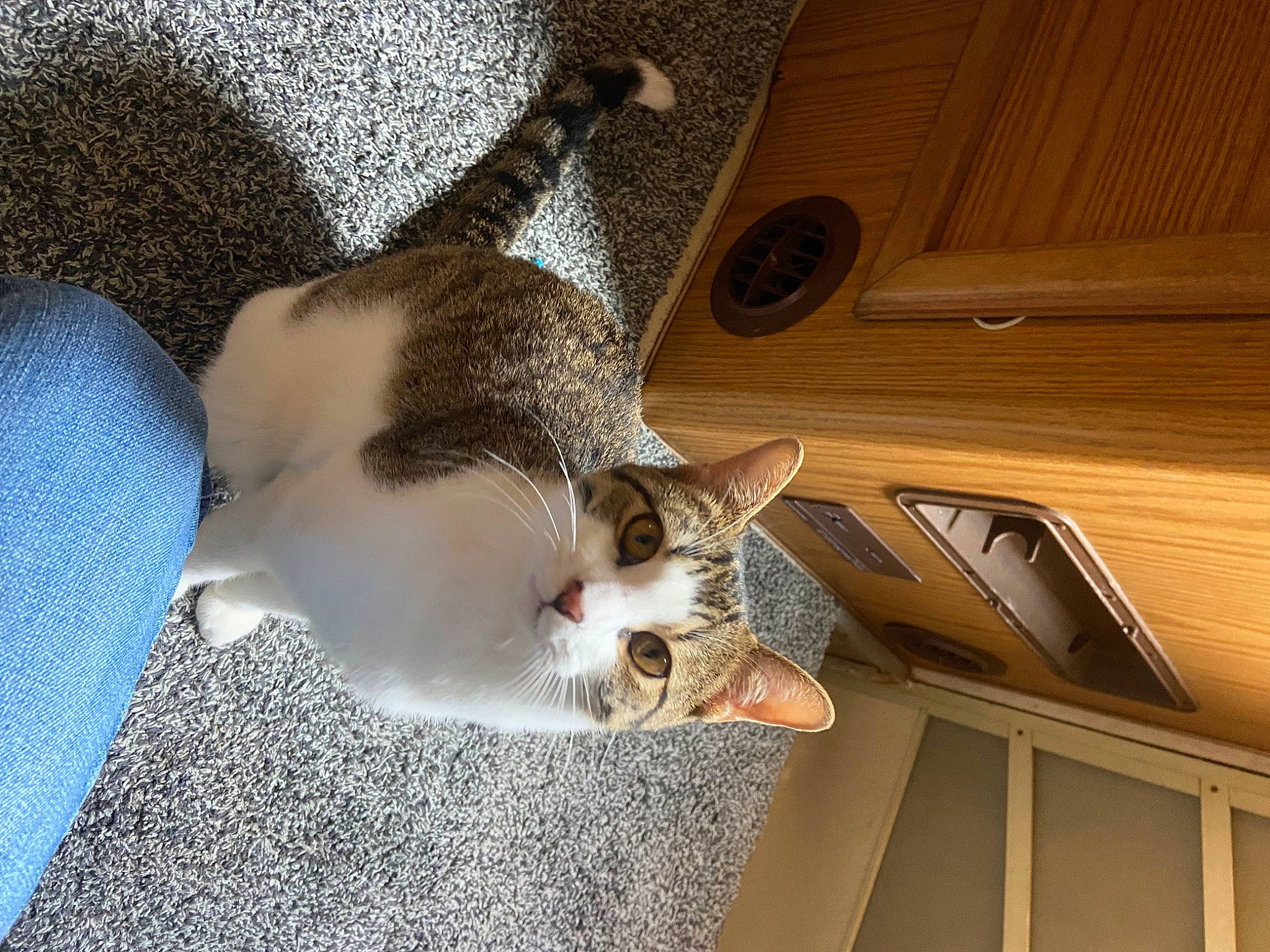 Dipstick is registered to the contest to win money with this photo: canidae, carnivore, cat, claw, comfort, domestic_short_haired_cat, fawn, felidae, fur, hardwood, paw, plywood, small_to_medium_sized_cats, snout, sporting_group, tail, varnish, whiskers, wood, wood_stain