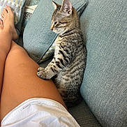 Pickles is registered to the contest to win money with this photo: cat, couch, cozy, domestic, ears, human_leg, indoor, kitten, legs, living_room, paw, pet, pillow, portrait, relaxed, sitting, sofa, tabby_cat, textile, whiskers